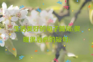 生活美好的句子简短(很暖很治愈的短句)